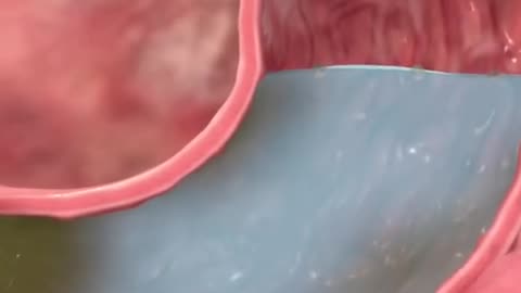 How Medicines Get Absorbed By Your Body