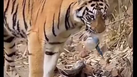 Even tigers know that plastic is dangerous