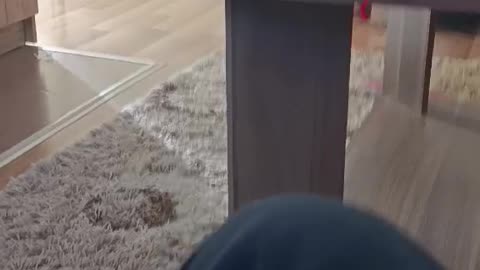 Mickey is my vacuum cleaner.