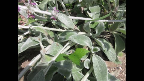 Bath Soaks Lambs Ear June 2023