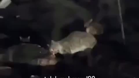 WARNING GRAPHIC Israel Bombed This Civilian Neighborhood