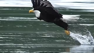 Eagle catching prey mid flight