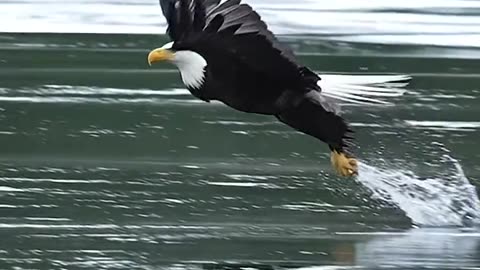 Eagle catching prey mid flight