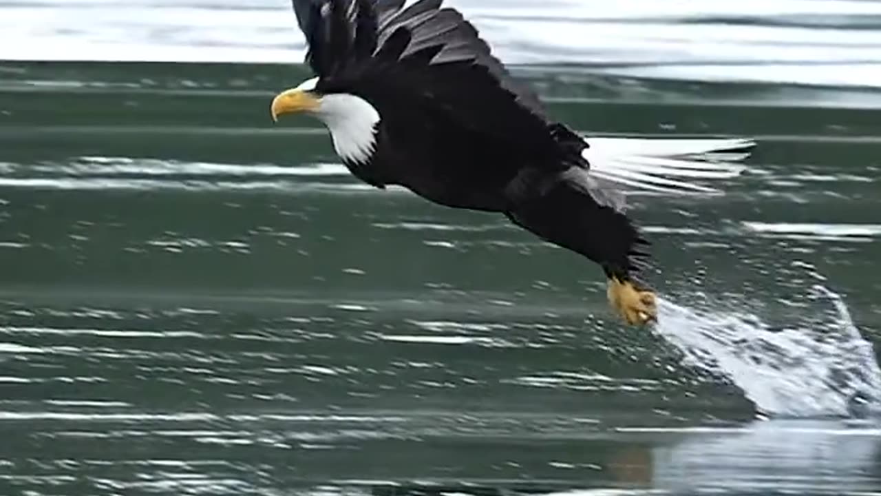 Eagle catching prey mid flight