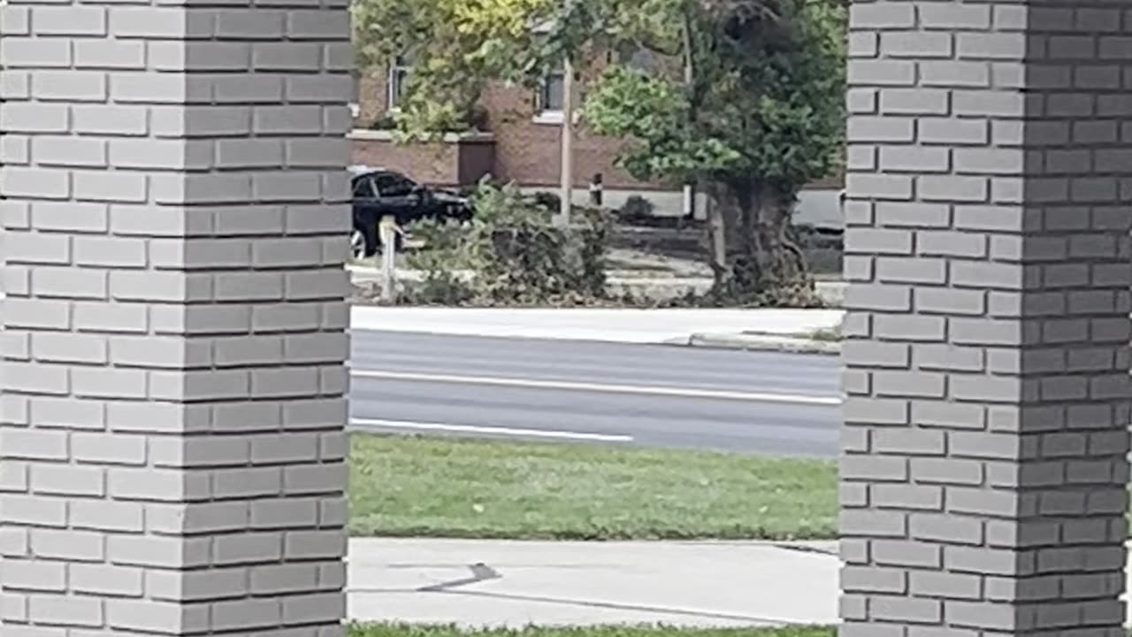 The Deer