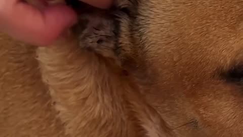 The Right Way to Clean Your Dog's Ears