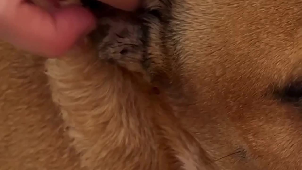 The Right Way to Clean Your Dog's Ears