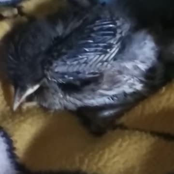 rescued mockingbirds