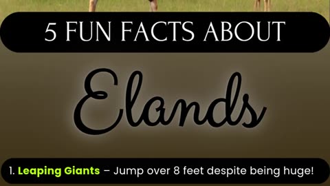 Elands: 5 Fun Facts You Never Knew #animallovers #wildlifewonders