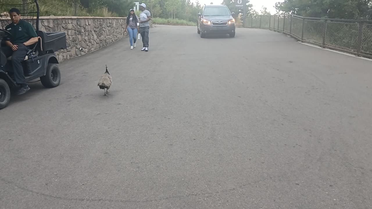 Cheyenne Mountain Zoo Part 39