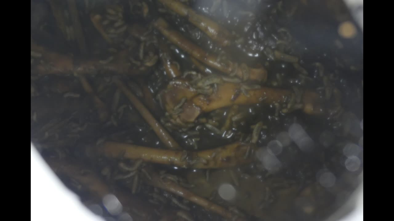 Black Soldier Fly Larvae Timelapse Recycling All Types of Organic Waste into Protein and Fat Feed