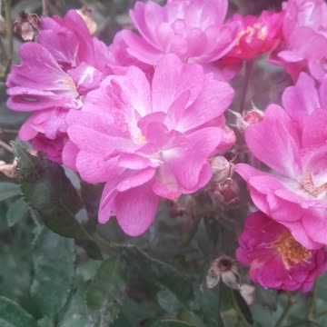 Roses without thorns