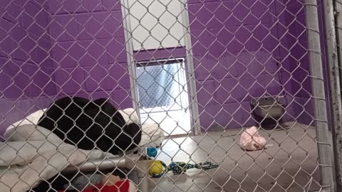 Toby 5y Pet Id 904412 kennel 26 HSSAZ shelter as I put my hand near, he turns 2 me2025100434