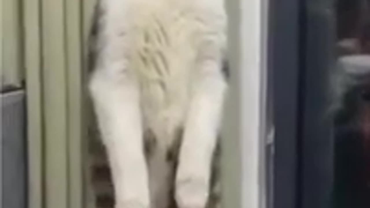 Funny cats