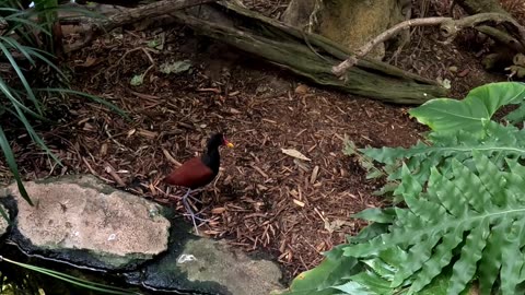 Hummingbird Habitat at the San Diego Zoo