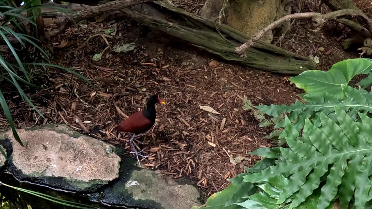 Hummingbird Habitat at the San Diego Zoo