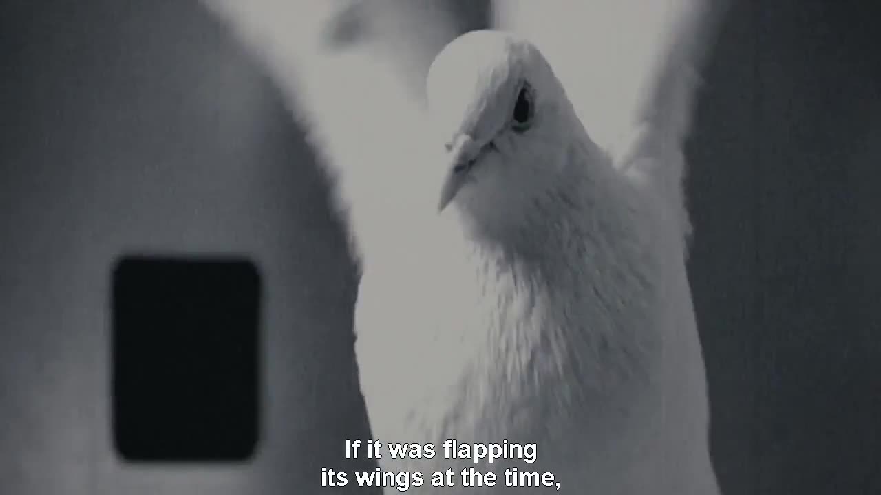 Mr Nobody, 2009 - Pigeon superstition experiment; What did I do to this deserve this?!