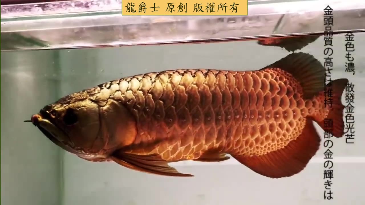 【龍爵士】2017年台灣龍魚大賽金頭組亞軍 十歲了