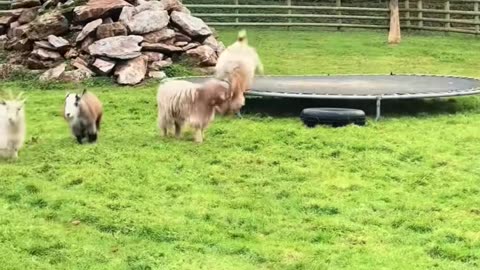 Cute goat🥰🥰so cute ❤️#goat #funnygoats #funnyvideos #funnyanimals #cutegoats #goatbaby