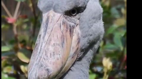 Shoebill