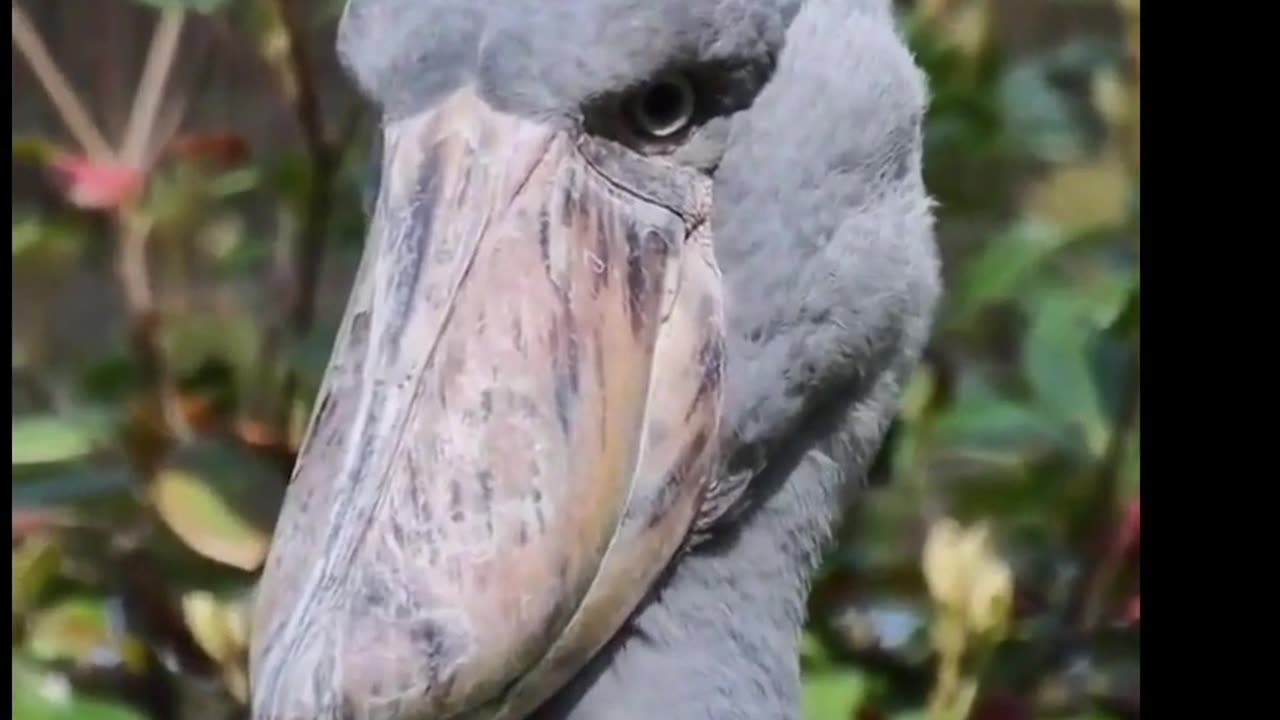 Shoebill