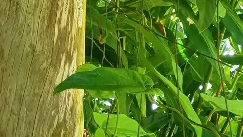 10.12.2025 Cairns Birdwing Butterfly