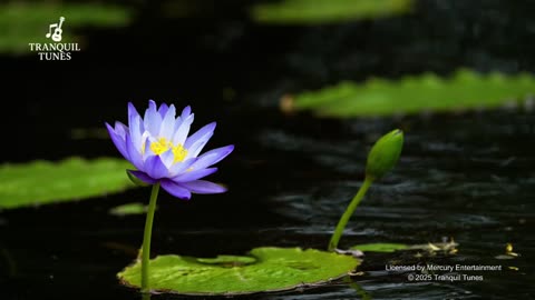 TranquilTunes - Silent Echo Waves