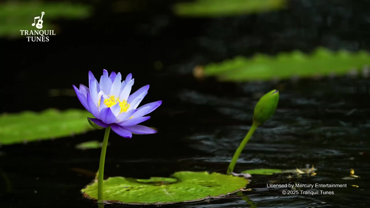 TranquilTunes - Silent Echo Waves