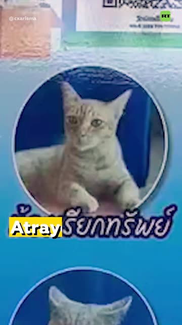 Sorprendentes significados de los nombres de gatos en Tailandia