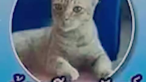 Sorprendentes significados de los nombres de gatos en Tailandia