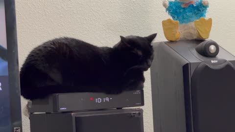 Cute Precious Piper Looks Velvety on Her Heated Tuffet - My Adopted Shelter Cat Vlog