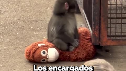 Cría de mono busca cariño en su peluche tras ser abandonado