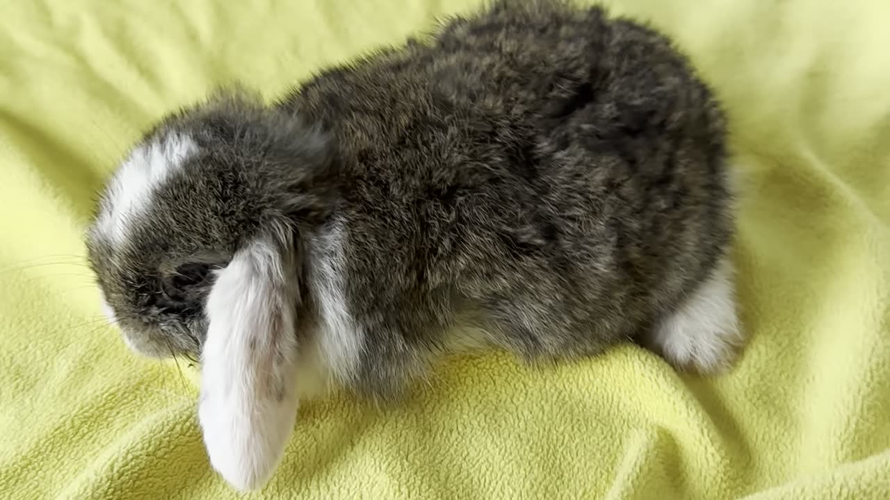 bunny #7