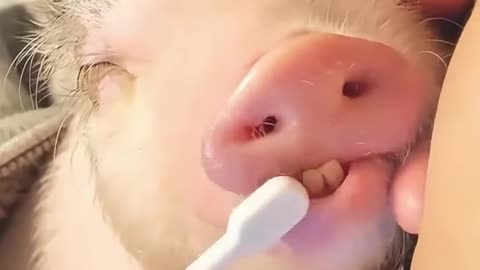 LITTLE PIGGY FRIDAY 10/24/25