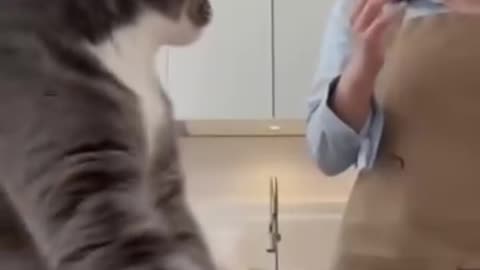 YEAH that's cats 🐈