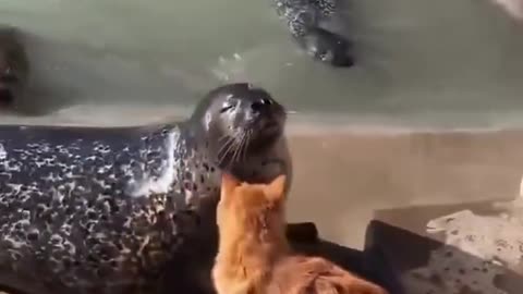 Listen to the father even after listening to poetry