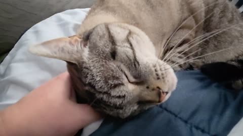 Watch This Cat Melt During Petting—Too Cute to Handle!