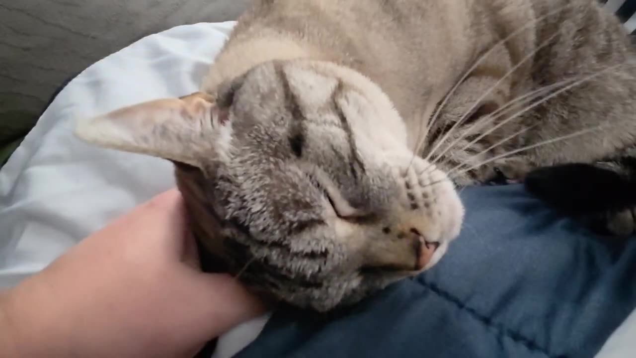 Watch This Cat Melt During Petting—Too Cute to Handle!