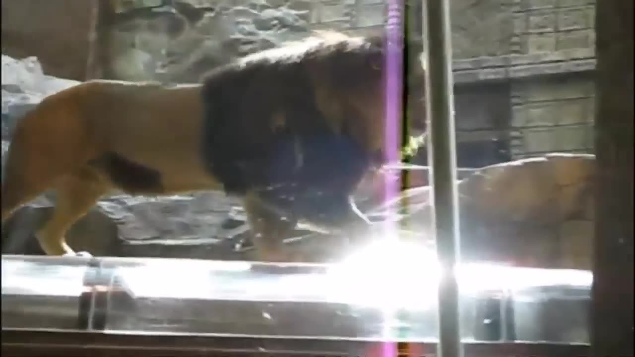 Las Vegas lion attack caught on camera