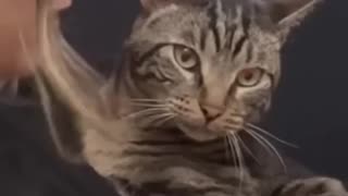 Incredible: CHASE THE CLINGY CAT 😹 #shorts #viral