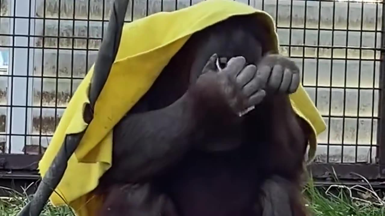 Orangutan: I won't waste a drop, a magical and interesting animal