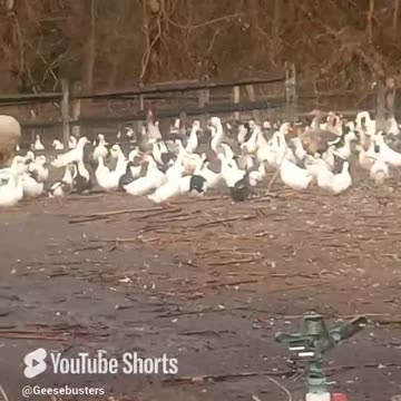 Bird Flu - Part 2 - Poultry Farm Cleanout (results), www.geesebusters.com