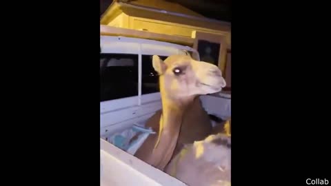 The Best of the Internet – Viral & Epic Moments You Can’t Miss