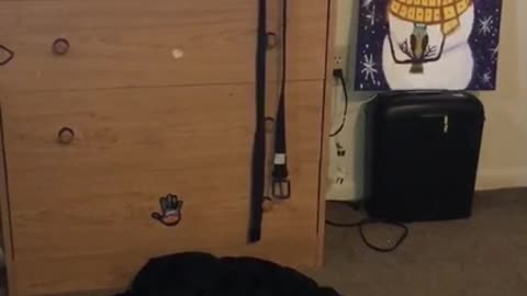 😨👽 My Dog Reacts Right Before the Orb Takes Off! | TheHauntingHour