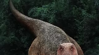 Breaking: What T Rex's Actually Sound Like #dinosaur #trex #scary #prehistoric #