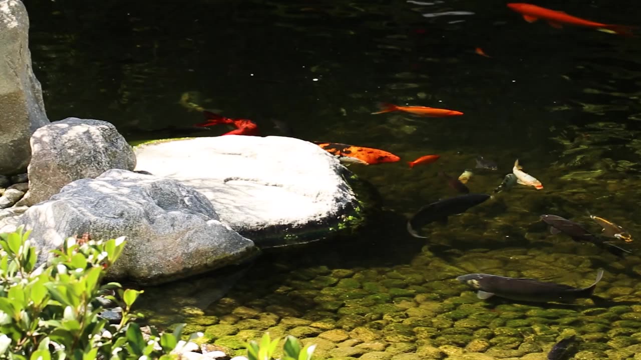 Koi Zen Pond Stream Water 5 Minute Brain Break #koipond #koi #brainbreaks