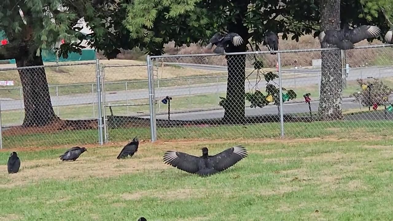 Birds Frozen in Place