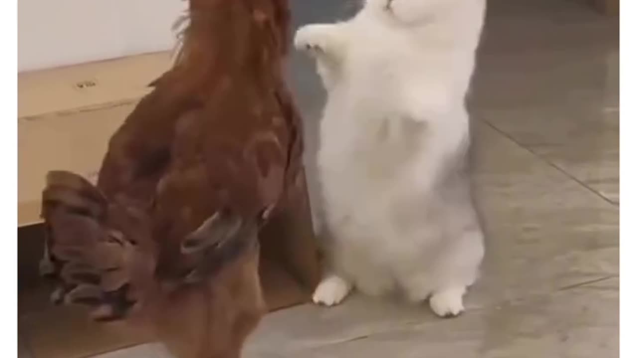 HEN VS CAT😺