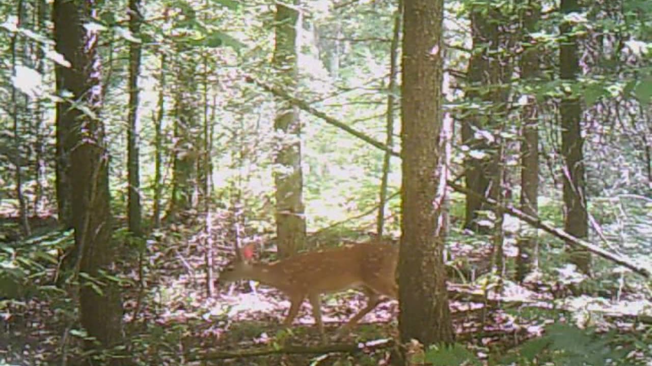 Do deer play hide n seek in woods