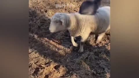 Funniest animal video 2025 😂😂